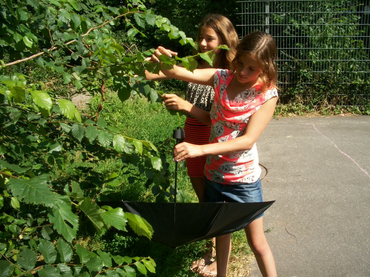 Vijf trucs om insecten te bestuderen | Natuurwijzer